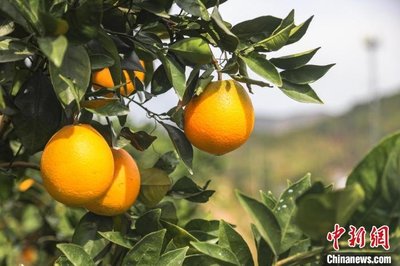 “世界橙乡”赣州开启2022年赣南脐橙采摘季