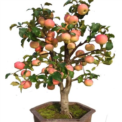 苹果树果苗盆栽矮化嫁接果树南方北方四季阳台种植水果苗当年结果