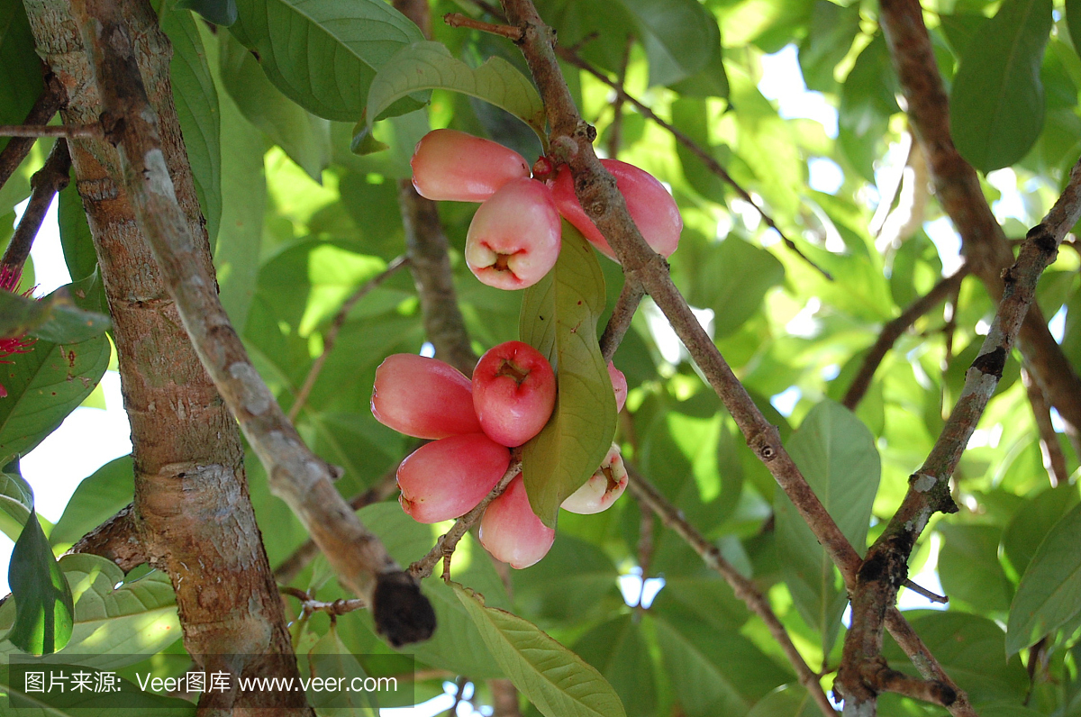 牙买加的果树